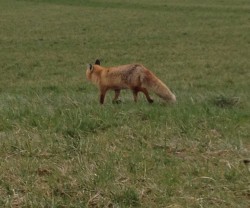Tierbeobachtungen - hier zieht ein Fuchs in 20m Entfernung an mir vorbei