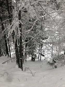 durch den Zauberwald…